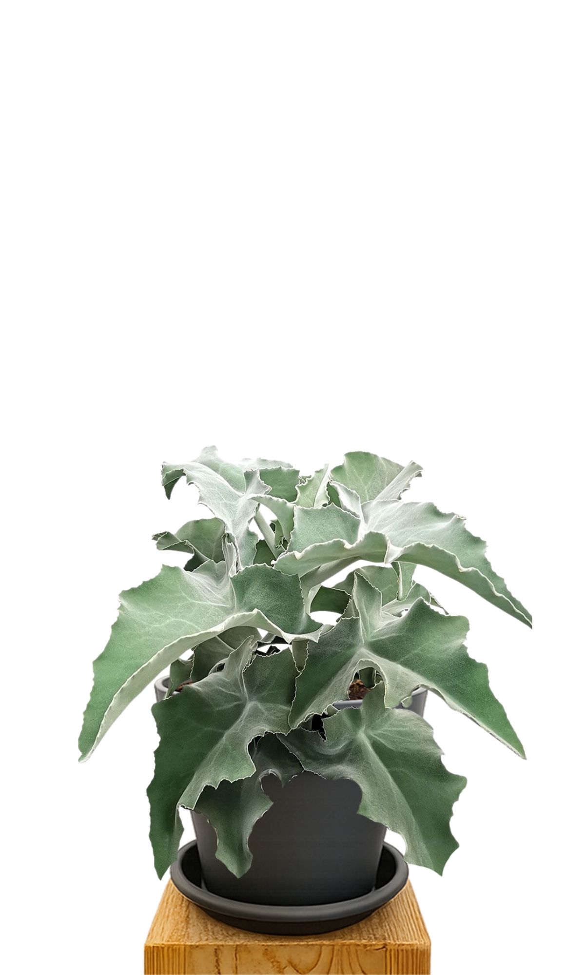 Plant kit 30 Anthracite